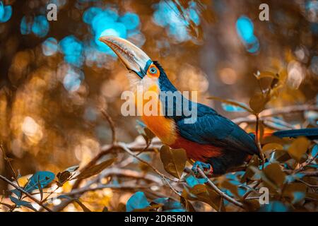 Uccello toucan esotico in Brasile Foto Stock