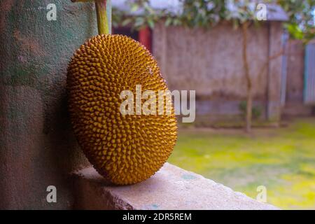 Il jackfruit (Artocarpus eterophyllus), conosciuto anche come il jack tree. È il frutto nazionale del Bangladesh. Foto Stock