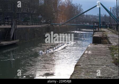 Cigni in ghiacciato Bristol City Docks Foto Stock