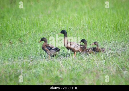 L'anatra è il nome comune di numerose specie della famiglia degli uccelli acquatici Anatidae che comprende anche cigni e oche. Foto Stock