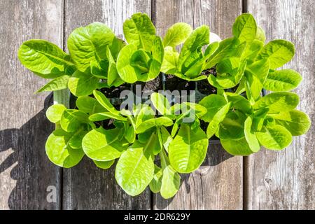 Taglia e vieni ancora piante di lattuga, Lactuca sativa, in attesa di essere piantate. Foto Stock