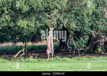 Allow cervo stag o buck, Dama dama, in piedi sui piedi hind per raggiungere e navigare su rami inferiori di alberi. A Holkham Park, Norfolk. Foto Stock