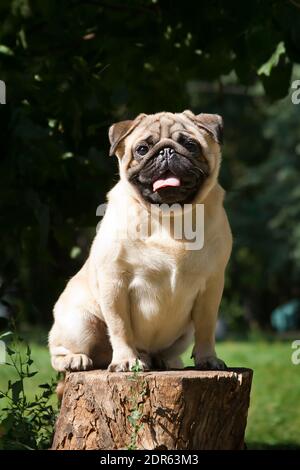 PUG - un piccolo cane decorativo, che da tempo è stato tenuto a conoscere. Un cane dal carattere vivace, allegro e allo stesso tempo equilibrato, nobile e affectio Foto Stock