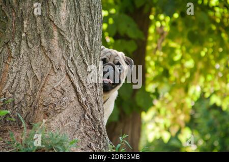 PUG - un piccolo cane decorativo, che da tempo è stato tenuto a conoscere. Un cane dal carattere vivace, allegro e allo stesso tempo equilibrato, nobile e affectio Foto Stock