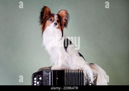Cane bianco-nero-rosso della razza papillon (spaniel giocattolo continentale) si siede su uno strumento musicale a fisarmonica a bottoni su un verde sfondo all'interno del Foto Stock