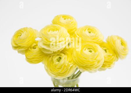 Bouquet di ranunculus giallo in vaso di vetro su sfondo grigio chiaro. Spazio di copia Foto Stock