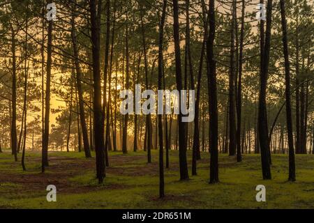 Vista della bella luce solare calda e dorata che splende attraverso una densa foresta di sera Foto Stock