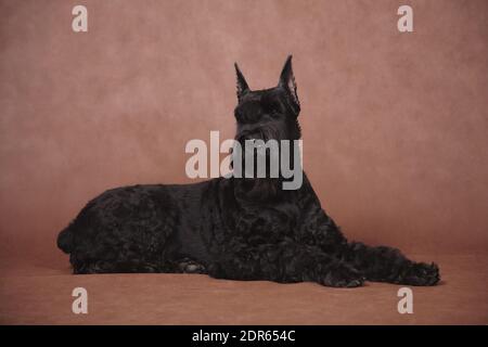 Big black Beautiful cane razza Giant Schnauzer si trova nel studio al coperto su sfondo marrone Foto Stock