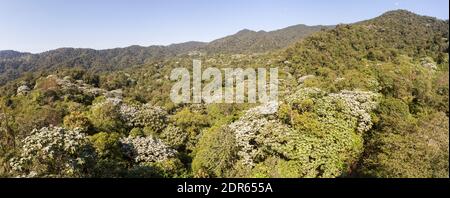 Vista aerea panoramica sulla foresta pluviale montana nella riserva di Los Cedros con la Cordillera de Toisan in lontananza, Ecuador occidentale. Foto Stock