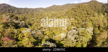 Vista aerea panoramica sulla foresta pluviale montana nella riserva di Los Cedros con la Cordillera de Toisan in lontananza, Ecuador occidentale. Foto Stock
