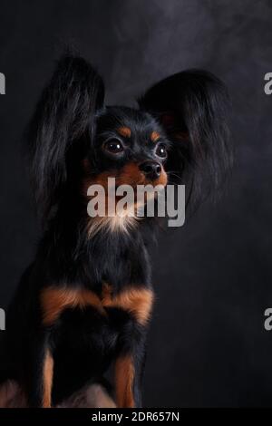 Ritratto di un piccolo cane marrone rosso nero del Razza di giocattoli russa (terrier giocattolo) su sfondo nero in uno studio al chiuso Foto Stock