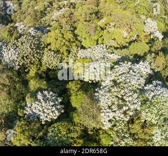 Guardando giù sulla foresta pluviale montana di rigenerazione secondaria con gli alberi di Cedropia nella riserva di Los Cedros, Ecuador occidentale. Foto Stock