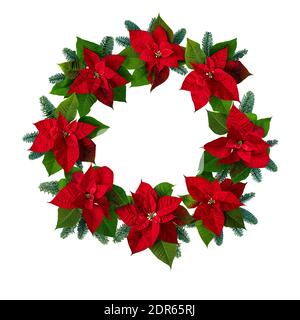 Poinsettia fiori della vigilia di Natale e rami di abete nobile blu wreath isolato su bianco. Flor de Pascua. Euforbia rossa pulcherrima pianta. Foto Stock