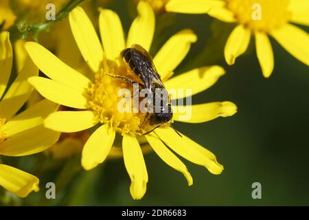 Ape femmina a testa larga Resin Bee Heriades truncorum, famiglia Megachilidae. Fiori di ragmosto comune (Jacobaea vulgaris) Foto Stock