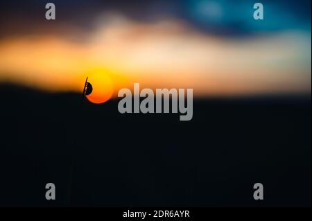 Silhouette di un coccinella septempunctata strisciando su una lama d'erba. Sullo sfondo c'è un tramonto e un cielo colorato. Foto Stock