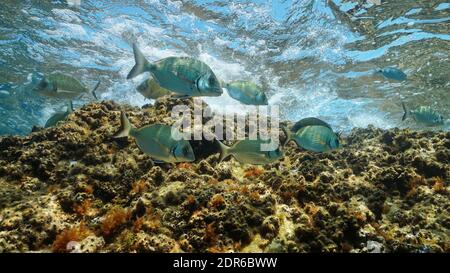 Pesce in mare, diversi sargo seabream (Diplodus argus) sott'acqua nel Mediterraneo, Occitanie, Francia Foto Stock