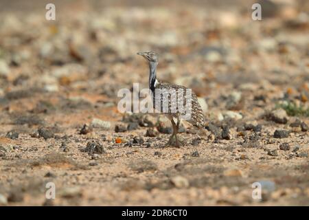 Un adulto maschio Houbara Bustard (Chlamydotis undulata) a Fuerteventura, Isole Canarie Foto Stock