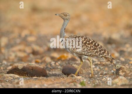 Una femmina adulta Houbara Bustard (Chlamydotis undulata) a Fuerteventura, Isole Canarie Foto Stock