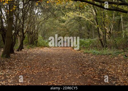 La coppia cammina mano in mano lungo un sentiero attraverso un lungo tunnel di alberi a strapiombo in autunno Foto Stock