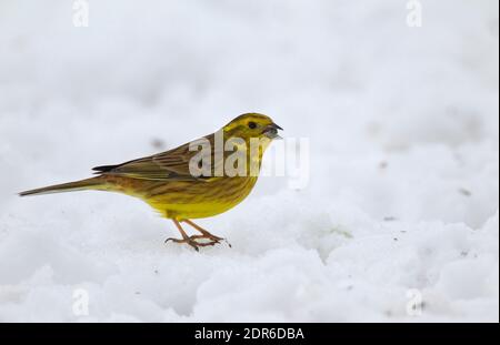 Yellowhammer, Emberiza citrinella, singolo adulto che alimenta il seme su terreno coperto di neve. Preso febbraio. Svezia centrale. Foto Stock