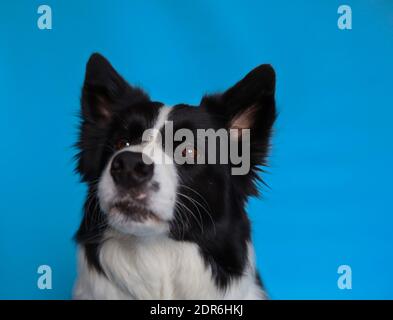 Primo piano di Border Collie isolato su Blue. Colpo di testa di cane adorabile bianco e nero. Foto Stock