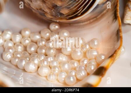 perline perline giacciono in una conchiglia di conchiglia, primo piano foto Foto Stock