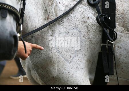 mano indica un simbolo a forma di cuore rasato su una spalla di cavallo Foto Stock