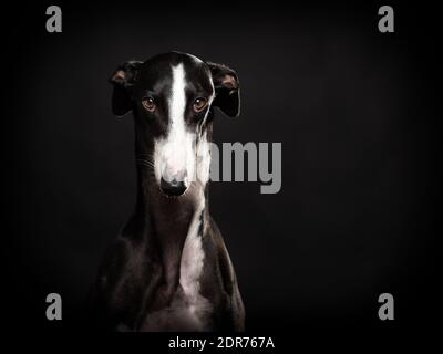 Cane Greyhound, bell'animale bianco e nero Foto Stock