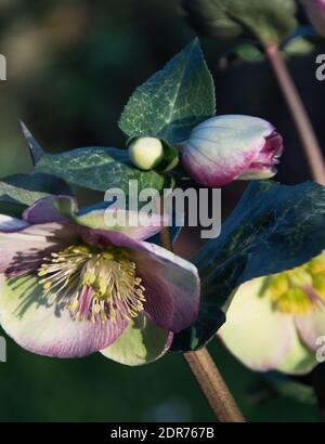 Il Gloss di Helleborus Glenda è un perenne perenne erbaceo sempreverde che produce belle foglie verdi scure, venate in argento e marmorizzate, che Foto Stock
