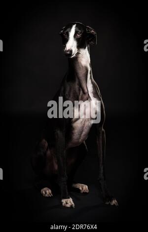 Cane Greyhound, bell'animale bianco e nero Foto Stock