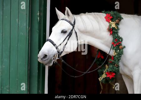 Adorabile giovane cavallo arabo con decorazione festosa di corona in porta stabile. Capodanno e Natale umore Foto Stock