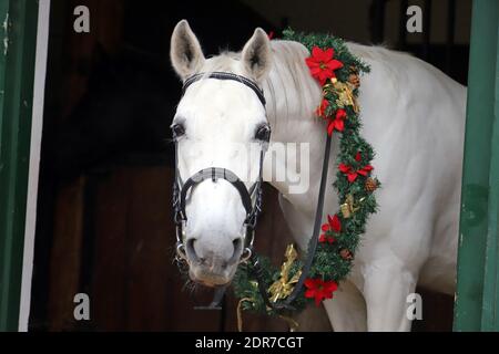 Adorabile giovane cavallo arabo con decorazione festosa di corona in porta stabile. Capodanno e Natale umore Foto Stock