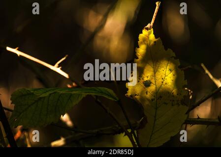 La colorazione delle foglie autunnali nella foresta irlandese Foto Stock