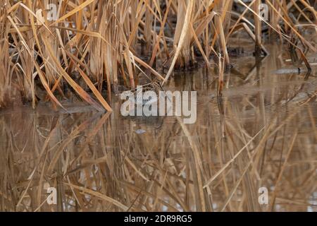 Snipe di Wilson, Utah Foto Stock