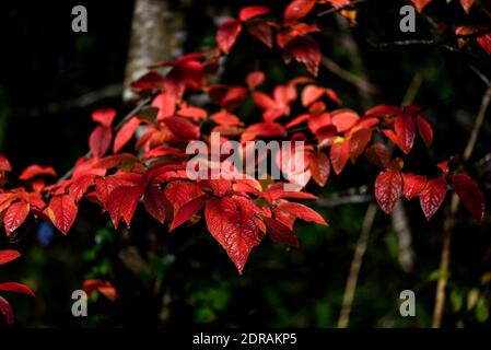 La colorazione delle foglie autunnali nella foresta irlandese Foto Stock