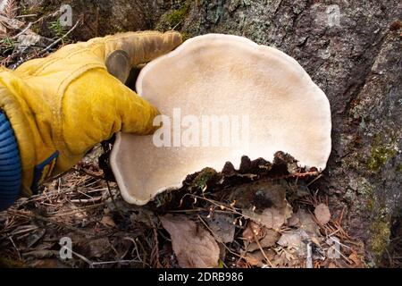 Fomitopsis pinicola complesso. La parte inferiore di un nastro rosso Conk che mostra la superficie dei pori. Questo fungo stava crescendo sulla base di una conifere, ad est di Tr Foto Stock