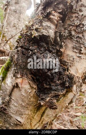 Il fungo della Chaga, Inonotus obliquus, che cresce su un albero di betulla rossa, ad est di Troy, Montana. I nomi comuni per I. oblichus includono, cinder conk, Foto Stock