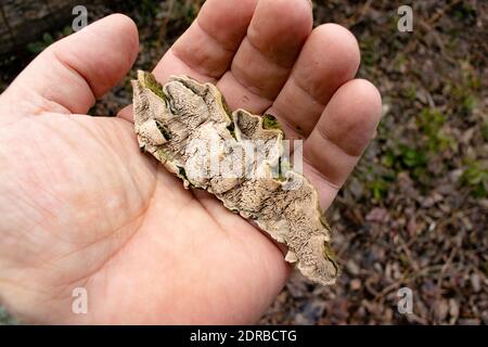 La parte inferiore di un Mossy Maze Polyporo, Cerrena unicolor, che mostra i pori toothy, labirinto, o branchie. Foto Stock
