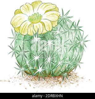 Illustrazione disegno a mano di Acanthocalycium Cactus con fiore giallo. Illustrazione Vettoriale