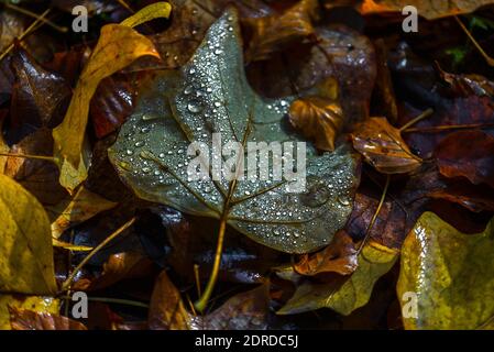 La colorazione delle foglie autunnali nella foresta irlandese Foto Stock