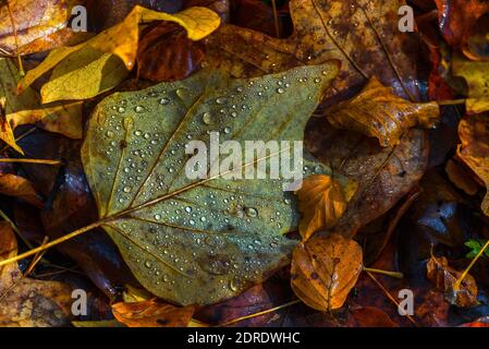 La colorazione delle foglie autunnali nella foresta irlandese Foto Stock