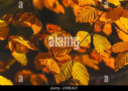 La colorazione delle foglie autunnali nella foresta irlandese Foto Stock