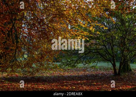 La colorazione delle foglie autunnali nella foresta irlandese Foto Stock