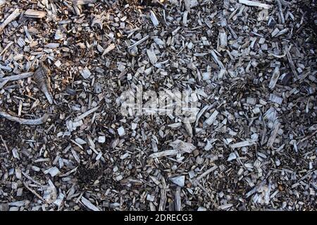 l'immagine closeup di trucioli di legno a terra Foto Stock