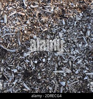 l'immagine closeup di trucioli di legno a terra Foto Stock