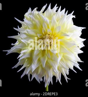 Cactus dahlia, Dekorativdahlia (Dahlia x Hortensis) Foto Stock