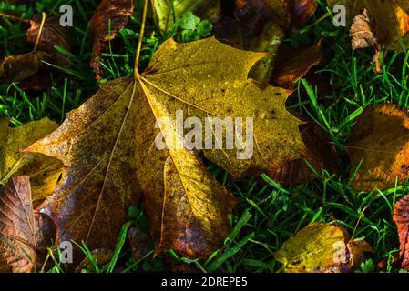 La colorazione delle foglie autunnali nella foresta irlandese Foto Stock