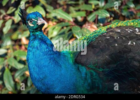 Curioso pavone indiano blu e verde al Yellow River Wildlife Sanctuary vicino Atlanta a Lilburn, Georgia. (STATI UNITI) Foto Stock