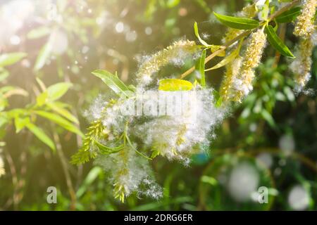 Willow lanugine sui rami al sole. Morbidi semi di pioppo. Messa a fuoco morbida selettiva. Forte allergene, concetto di rischio per la salute. Foto Stock