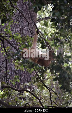 Barbary Macaque in Marocco Foto Stock